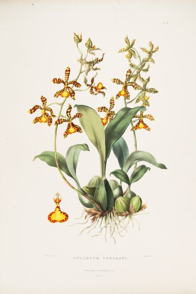 Illustration of Rossioglossum insleayi (as syn. Oncidium insleayi) by Miss Drake